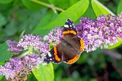 Red Admiral [Vanessa atalanta]