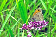 Meadow Brown [Maniola jurtina insularis]