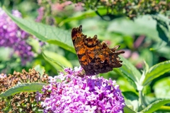 Comma [Polygonia c-album]