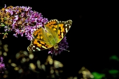 Painted Lady [Vanessa cardui]