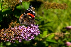 Red Admiral [Vanessa atalanta]