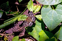 Cuban Crescentspot [Anthanassa frisia tulcis]