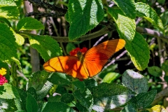 Julia Heliconian [Dryas iulia]