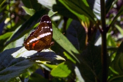 Banded Peacock [Anartia fatima]