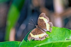Southern Soldier Pansy [Junonia elgiva]