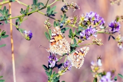 Painted Lady [Vanessa cardui]