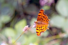 Comma [Polygonia c-album]