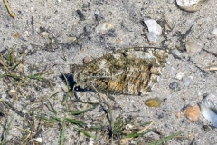 Grayling [Hipparchia semele]