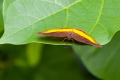 Golden Piper [Eurytela dryope angulata]