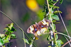 Yellow Pansy [Junonia hierta cebrene]