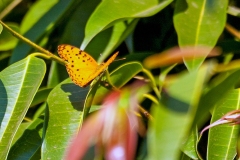Common Leopard [Phalanta phalantha aethiopica]