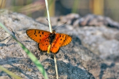 Window Acraea [Acraea oncaea]