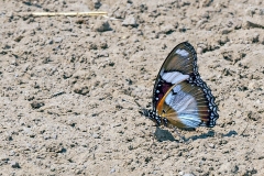 Diadem [Hypolimnas misippus]