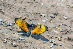 Natal Acraea [Acraea natalica natalica]