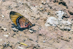 Natal Acraea [Acraea natalica natalica]