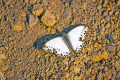 Common Glider [Cymothoe caenis]