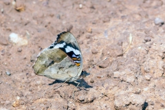 Dark Blue Pansy [Junonia oenone oenone]