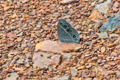 Rock Bush Brown [Bicyclus pavonis]