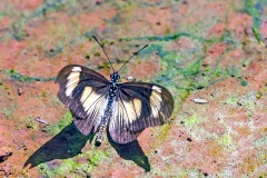 Jodutta Acraea [Acraea jodutta]