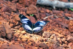 Blue Diadem [Hypolimnas salmacis]