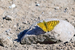 High-altitude Painted Fritillary [Yramea lathionoides]