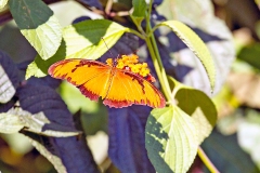 Gulf Fritillary [Dione vanillae lucina]
