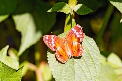 Scarlet Peacock [Anartia amathea]