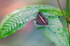 White-banded Pallid Ringlet [Euptychoides albofasciata]