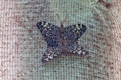 Variable Cracker [Hamadryas feronia farinulenta]