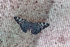 Variable Cracker [Hamadryas feronia farinulenta]