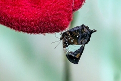 Silver-studded Leafwing [Hypna clytemnestra]