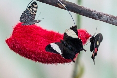 Silver-studded Leafwing [Hypna clytemnestra]