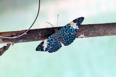 Red Cracker [Hamadryas amphinome]