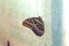 Idomeneus Giant Owl [Caligo idomeneus]