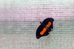 Acontius Firewing [Catonephele acontius]