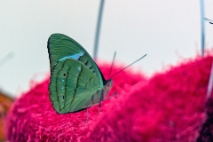Hewitson's Olivewing [Nessaea hewitsonii]