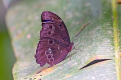 Peleides Blue Morpho [Morpho peleides]