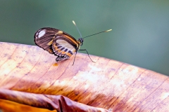 Ethilia Longwing [Ethilia Longwing]
