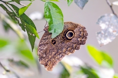 Brazilian Owl [Caligo brasiliensis]