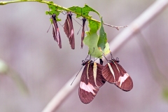 Red Postman [Heliconius erato]