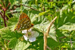 Dark Green Fritillary [Speyeria aglaja borealis]