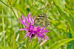 Marbled White [Melanargia galathea serena]