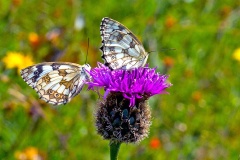 Marbled White [Melanargia galathea serena]