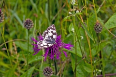 Marbled White [Melanargia galathea serena]