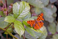 Comma [Polygonia c-album]