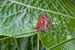 Gatekeeper [Pyronia tithonus britanniae]