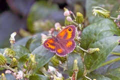 Gatekeeper [Pyronia tithonus britanniae]