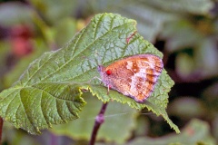 Gatekeeper [Pyronia tithonus britanniae]