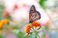 Monarch [Danaus plexippus]