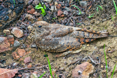 CAPRIMULGIFORMES, NYCTIBIIFORMES & PODARGIFORMES